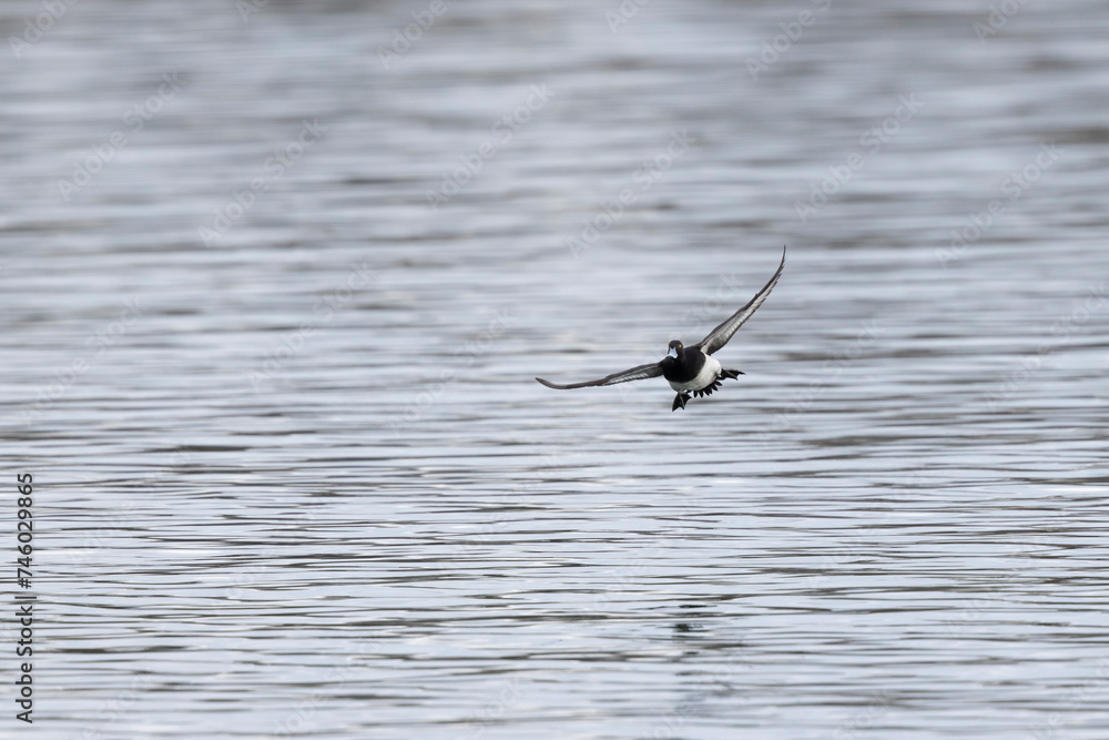 Tufted Duck Aythya fuligula swimming on or flying over the Rhine, Alsace, Eastern France Tufted Duck Aythya fuligula swimming on or flying over the Rhine, Alsace, Eastern France