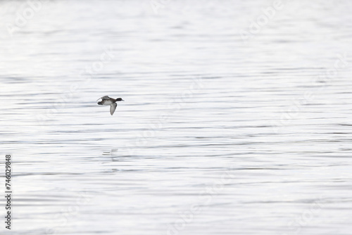 Tufted Duck Aythya fuligula swimming on or flying over the Rhine, Alsace, Eastern France