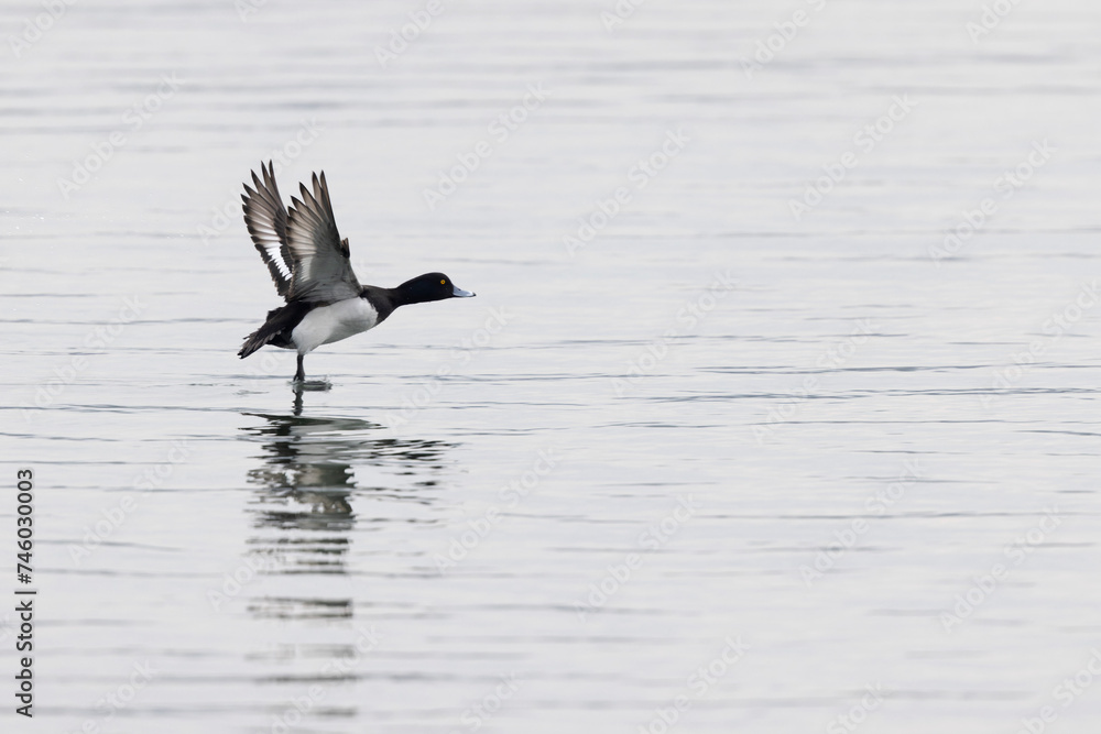 Tufted Duck Aythya fuligula swimming on or flying over the Rhine, Alsace, Eastern France Tufted Duck Aythya fuligula swimming on or flying over the Rhine, Alsace, Eastern France
