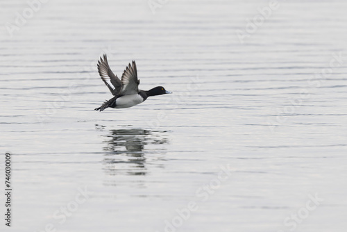 Tufted Duck Aythya fuligula swimming on or flying over the Rhine, Alsace, Eastern France