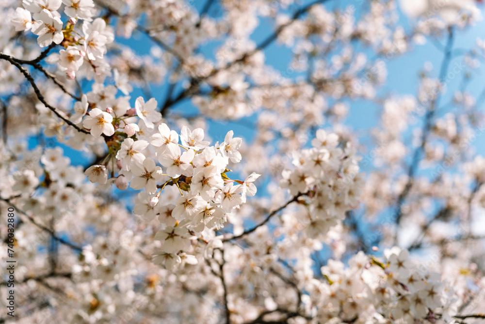 Shallow depth of field on a flowering branch of Japanese cherry or sakura Prunus nipponica Miyabe M.Hiroe Brilliant during flowering in April Shallow depth of field on a flowering branch of Japanese cherry or sakura Prunus nipponica Miyabe M.Hiroe Brilliant during flowering in April
