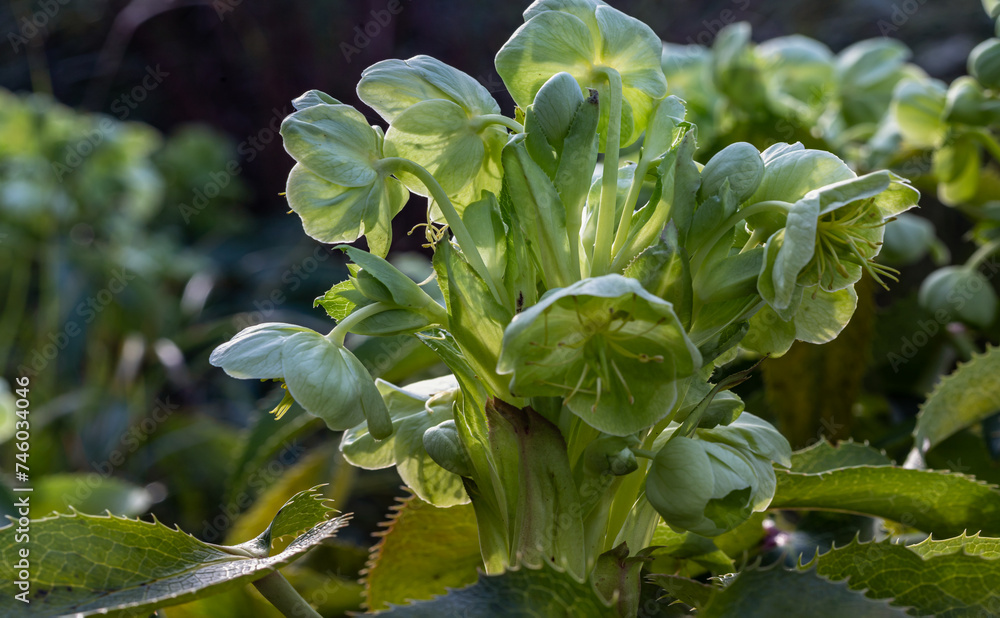 Obraz premium Attractive green flowers of Corsican Hellebore or argutifolius 'Silver Lace' flowering with a background of leaves in late winter and early spring, Copy space, Selective focus.