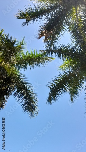 Palmtrees