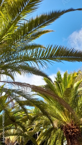 Wallpaper Mural Palmtrees Torontodigital.ca