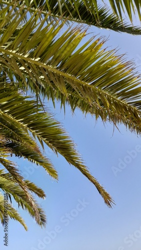 Palmtrees © Tessa
