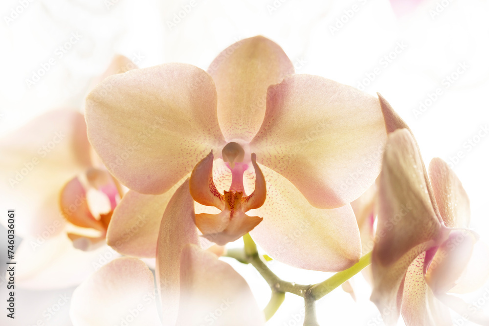 Orchid Phalaenopsis flower in close view Orchid Phalaenopsis flower in close view