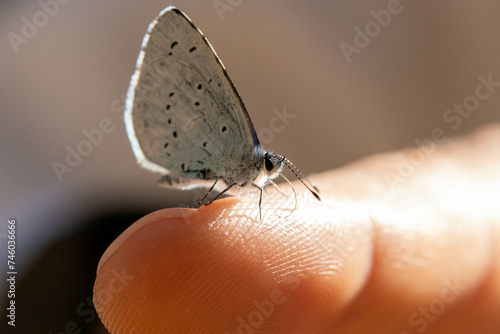 mariposa en el dedo