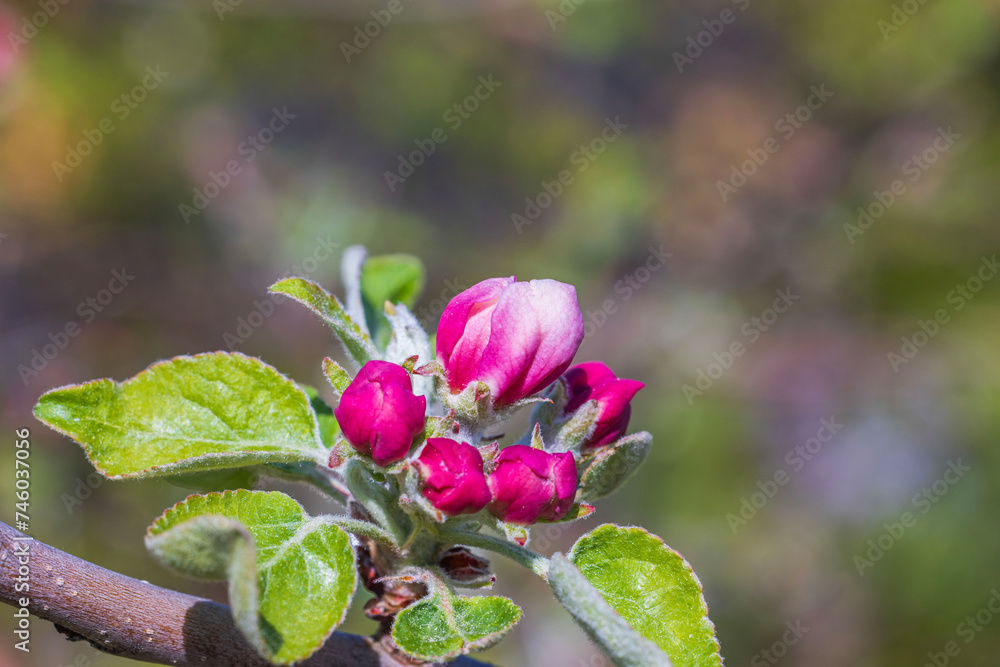 Macro view of a blossoming apple tree on a spring day. Macro view of a blossoming apple tree on a spring day.