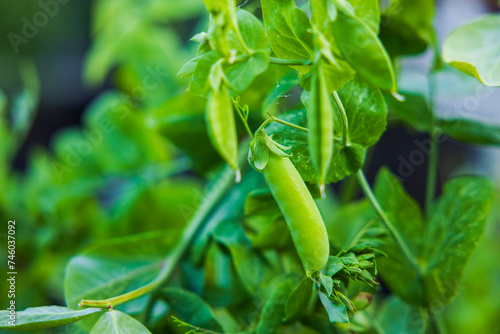 Close-up of a green pea bush in a vegetable garden.
