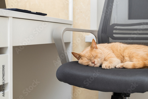 domestic cat lies on an office chair.