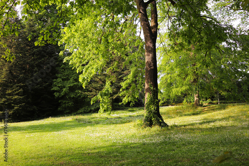 city spring park with young green grass