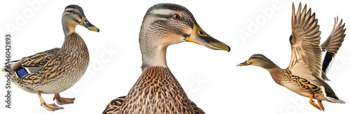 Brown female mallard duck collection, portrait, flying and standing, isolated on a transparent background