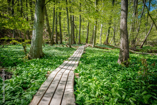 Holzsteg im Wald in Schweden photo