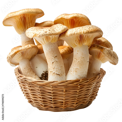 king oyster mushrooms