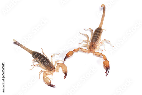 Closeup picture of male (right) and female of the infamous and possibly dangerous yellow scorpion Hemiscorpius arabicus (Scorpiones: Hemiscorpiidae) from the United Arab Emirates on white background. photo