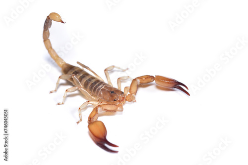 Closeup picture of a male of the infamous and possibly dangerous yellow scorpion Hemiscorpius arabicus (Scorpiones: Hemiscorpiidae) from the United Arab Emirates, photographed on white background. photo