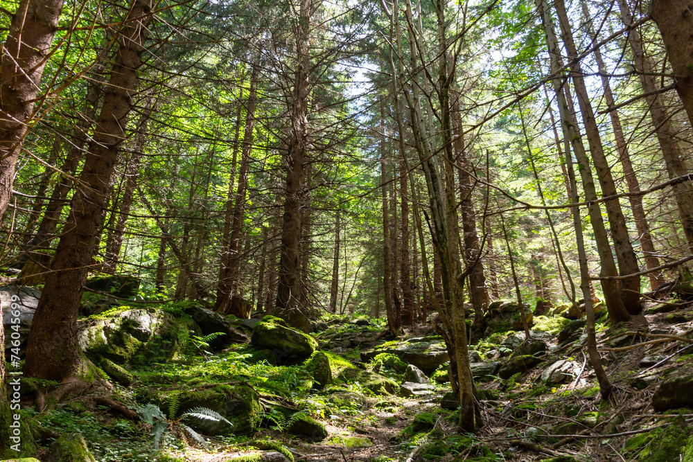 A delightful view of the coniferous forest among the stones