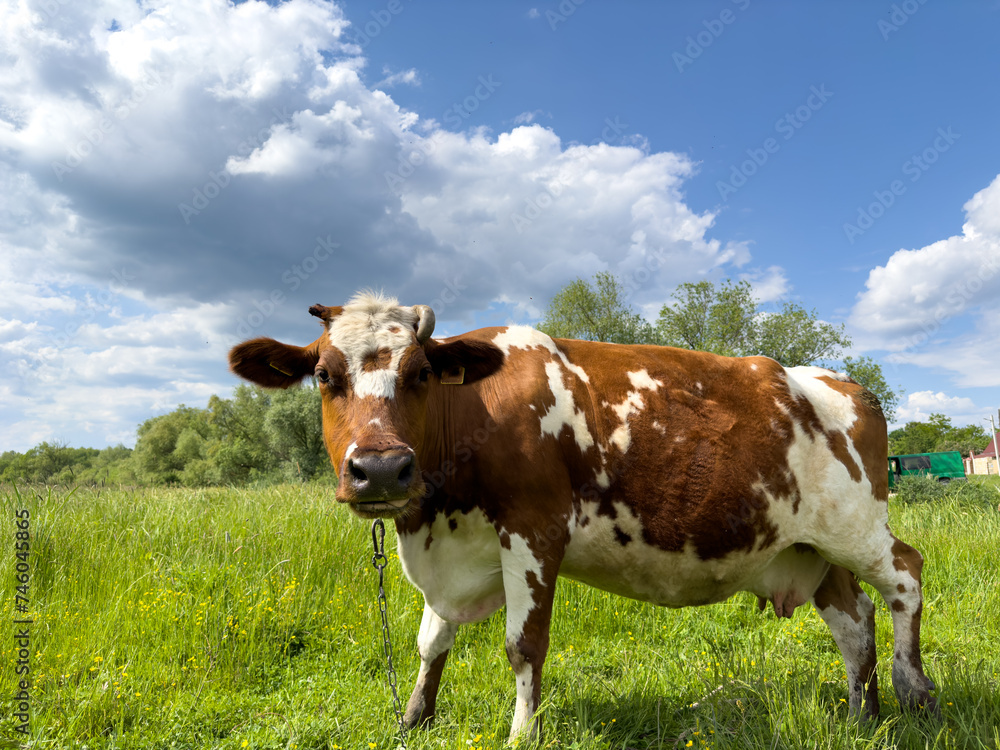 Red cow with white spots grazing in meadow Red cow with white spots grazing in meadow