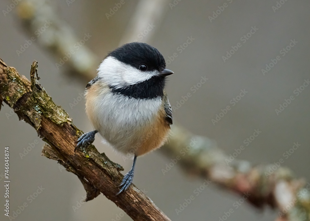 Fototapeta premium Tiny Chickadee bird perched on a tree branch beside a leaf