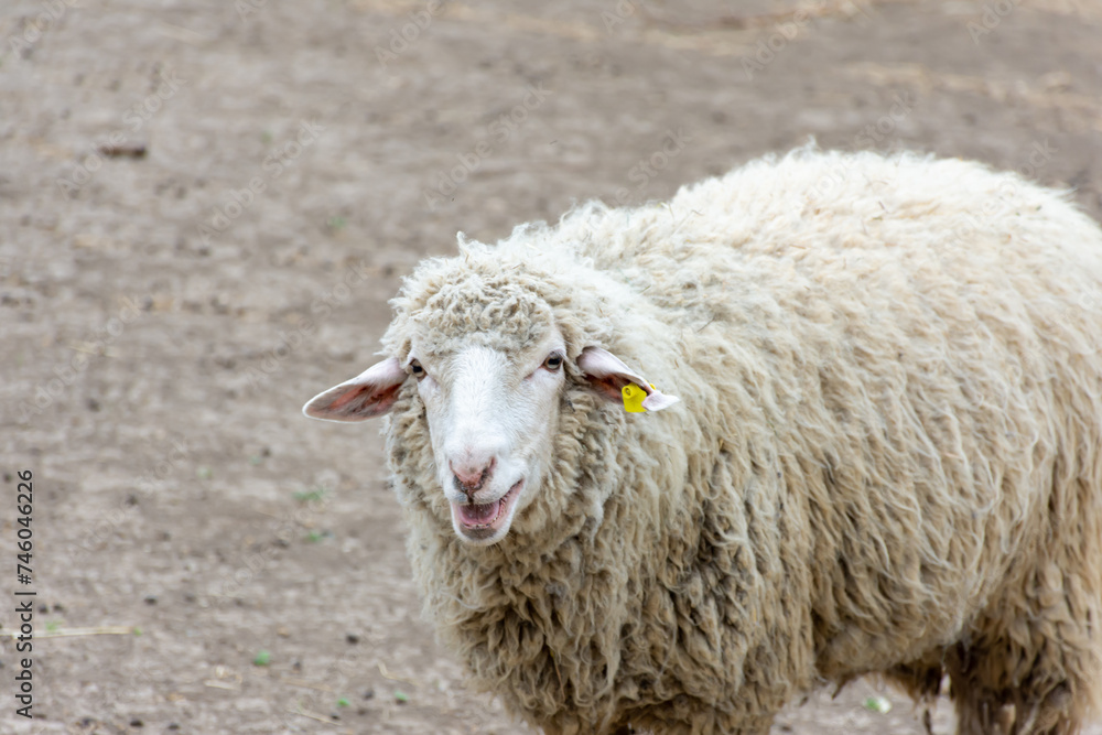 Obraz premium A white sheep with long hair on it