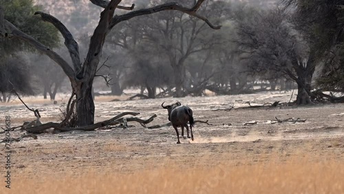 Wildebeest running away in the dry riverbed of the Nossob. Camera follows the wildebeest and zooms in. Wildebeest stays the same size photo