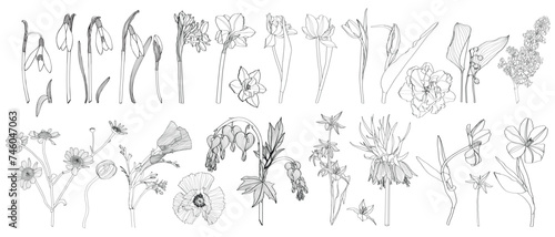 Set of Floral Botany Collection. Tulip, daffodils, snowdrops spring flower drawings. Line art on white background. 