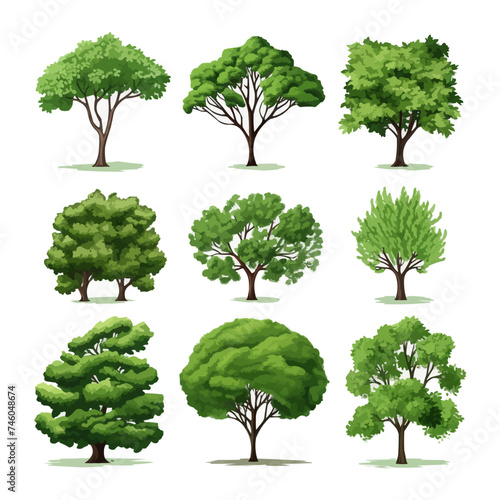 Collection of tree isolated on white background. Natural object for landscape design  park and outdoor graphic. Vector.