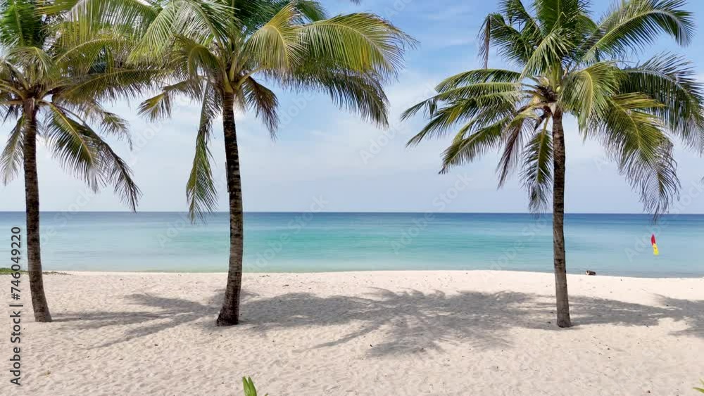 palm trees on the beach tropical island. Travel summer nature holiday vacation concept. Beach copy space no people. palm trees on the beach tropical island. Travel summer nature holiday vacation concept. Beach copy space no people.