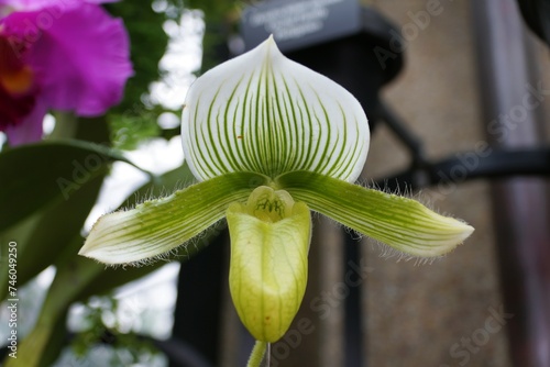 Closeup of the light green color of Paphiopedilum Yi-Ying Green Coral orchid photo