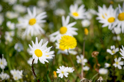 serene field of white daisies and yellow blossoms under the bright sunlight  creating a peaceful and natural scene