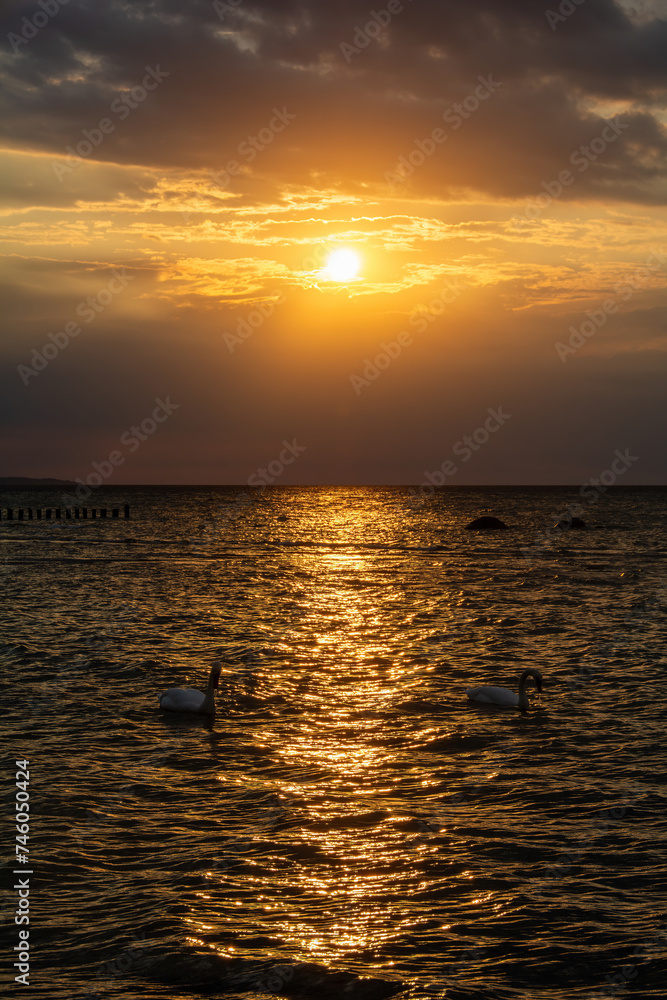 Swans swim in the sea at a golden sunset