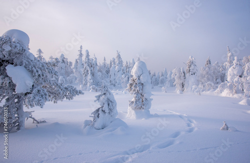 Winter landscape in snowy forest