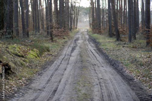 Typowa droga w polskim lesie sosnowym