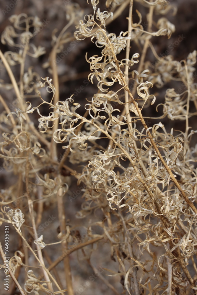 Chylismia Claviformis Subspecies Peirsonii, a native annual herb displaying senescent bodies, winter in the Borrego Valley Desert. Chylismia Claviformis Subspecies Peirsonii, a native annual herb displaying senescent bodies, winter in the Borrego Valley Desert.