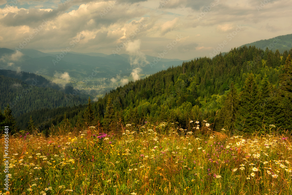 Summer mountain landscape. clearing with blooming wild flowers against the backdrop of green mountains
