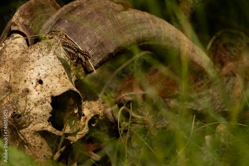 Black Lorquin's Admiral (Limenitis lorquini) Butterfly Feeds on Goat Skull in BC, Canada June 2023