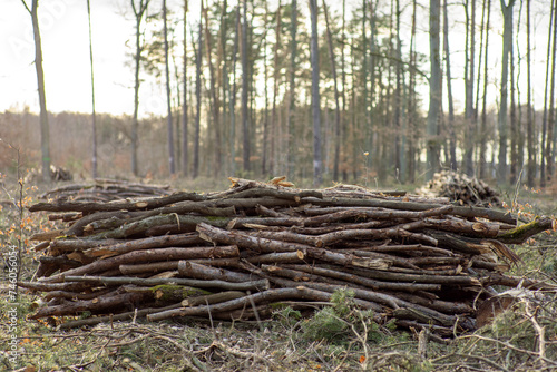Drobne gałęzie ułożone w stos po wycince lasu czekające na wywóz  © qrrr