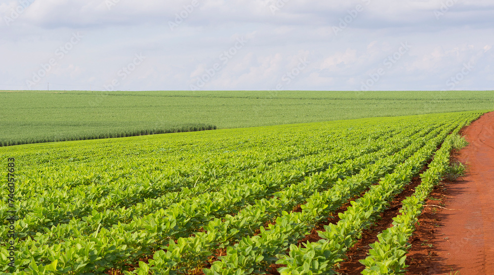 The peanut plantation on sunny day