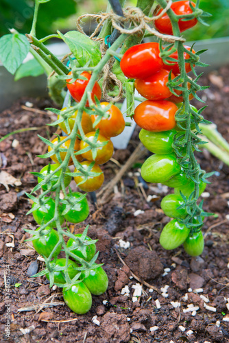 Ripe green and red tomatoes hanging in the garden.