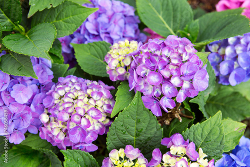 Beautiful blue hydrangea flowers in the summer garden