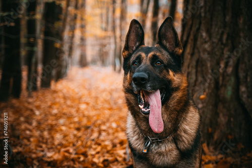German Shepherd with his tongue hanging out in the autumn forest