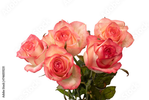 Pink and white  beautiful rose isolated on a white background.