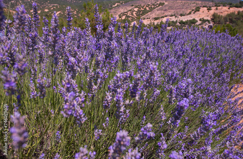 lavender field, lavender flowers are close-up in the foreground