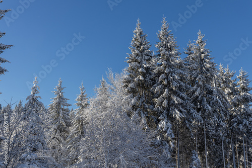 Pine forest in winter in the snow at sunset