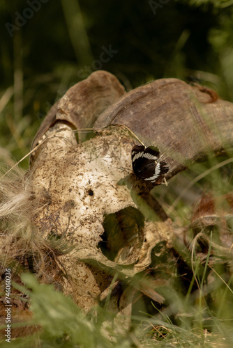 Black Lorquin's Admiral (Limenitis lorquini) Butterfly Feeds on Goat Skull in BC, Canada June 2023 photo