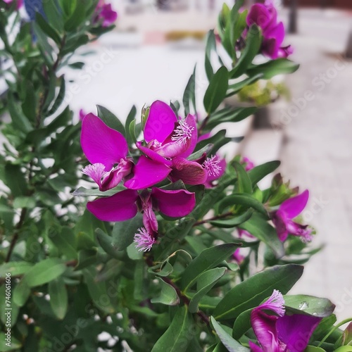 Primer plano de flor de Polygala myrtifolia. 