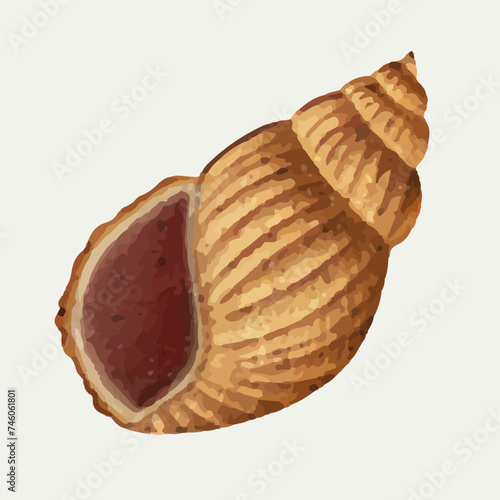 Seashells Ocean Beach, Triton Shell Clipart illustration