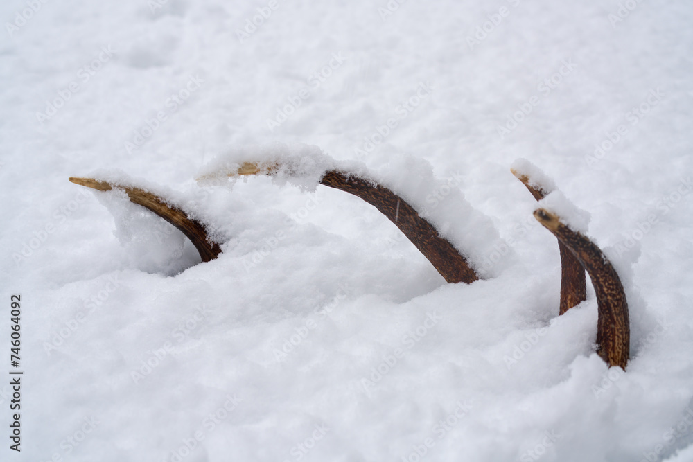 The shed antler from a red deer in fresh snow at a february day