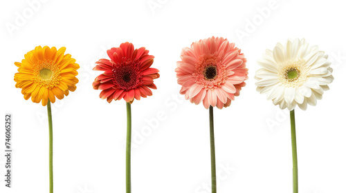 Colorful gerbers flowers isolated on transparent. Set of  colorful daisies