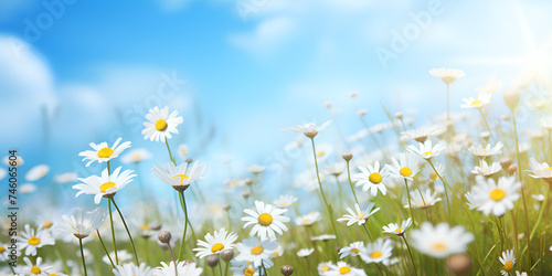 Flowers in the meadow  © Saim